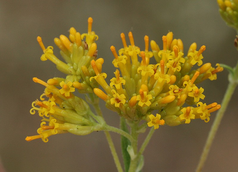 Aldama fruticosa photo 8
