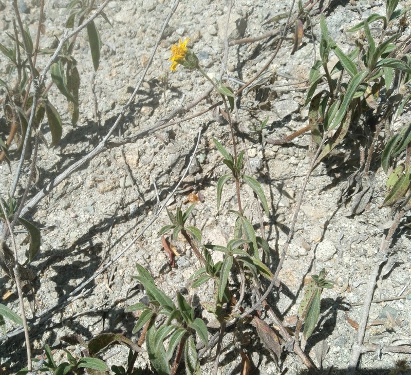Aldama fusiformis photo 2