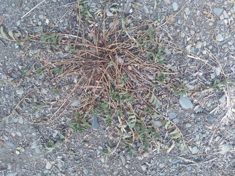 Aldama fusiformis photo 3