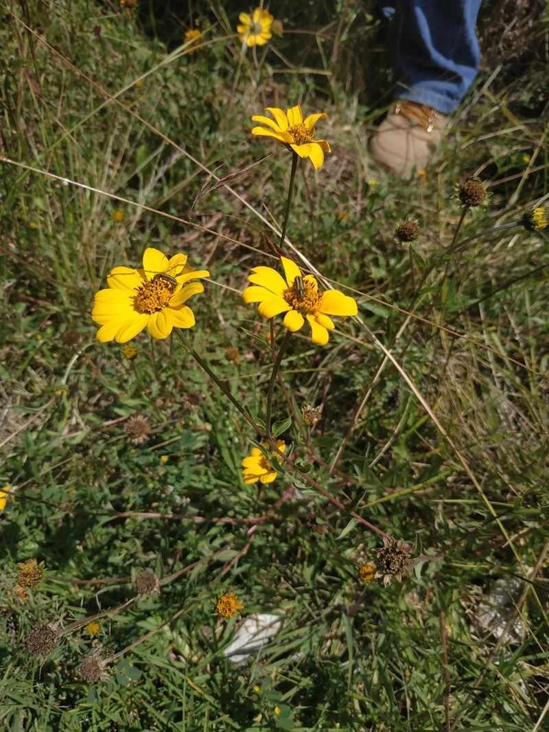 Aldama fusiformis photo 4