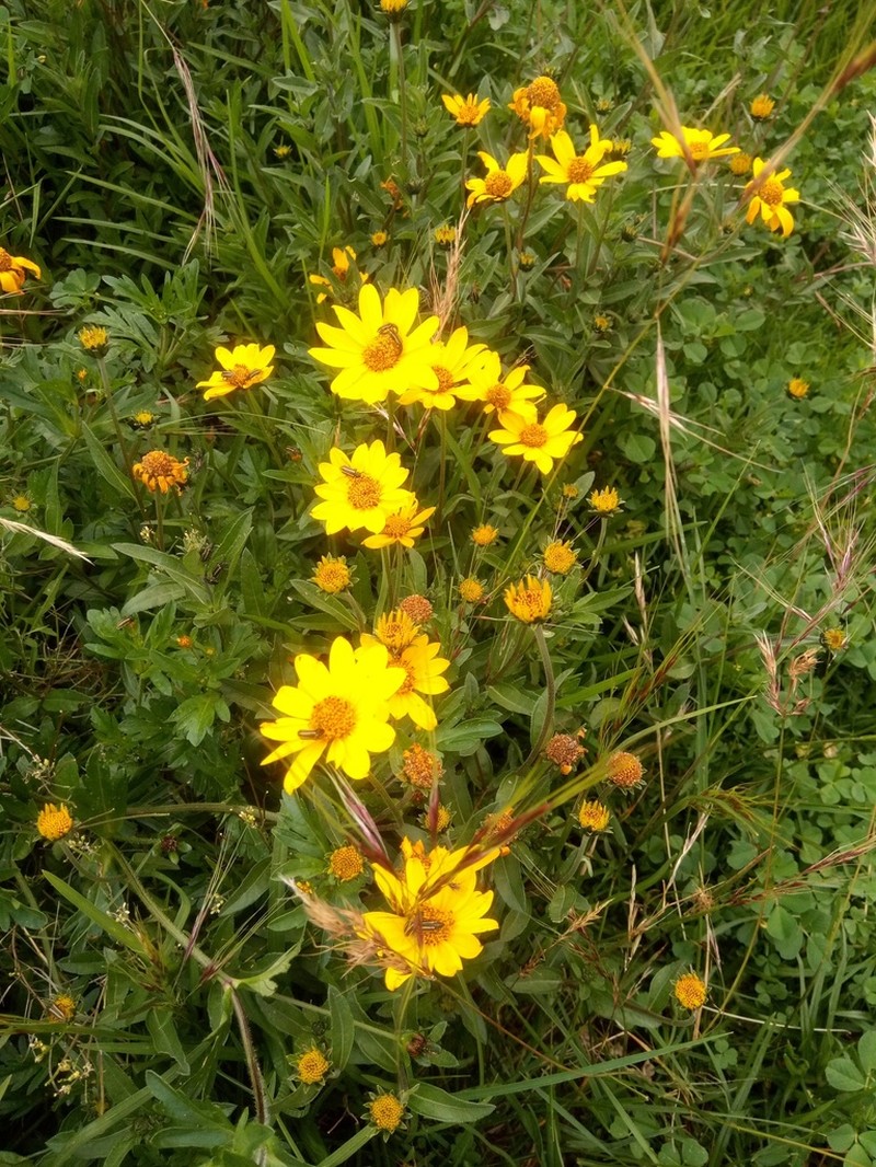 Aldama fusiformis photo 5