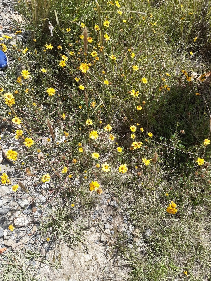 Aldama fusiformis photo 6