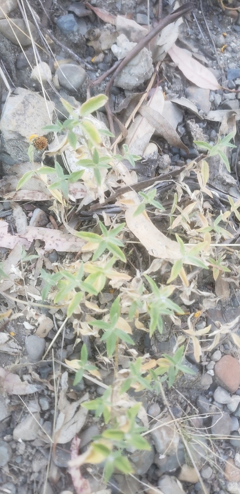 Aldama fusiformis photo 7