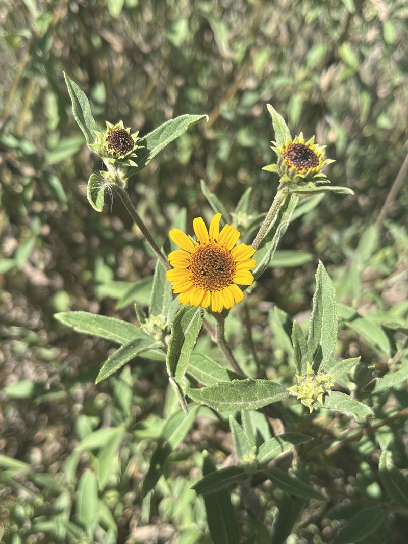Aldama fusiformis photo 8