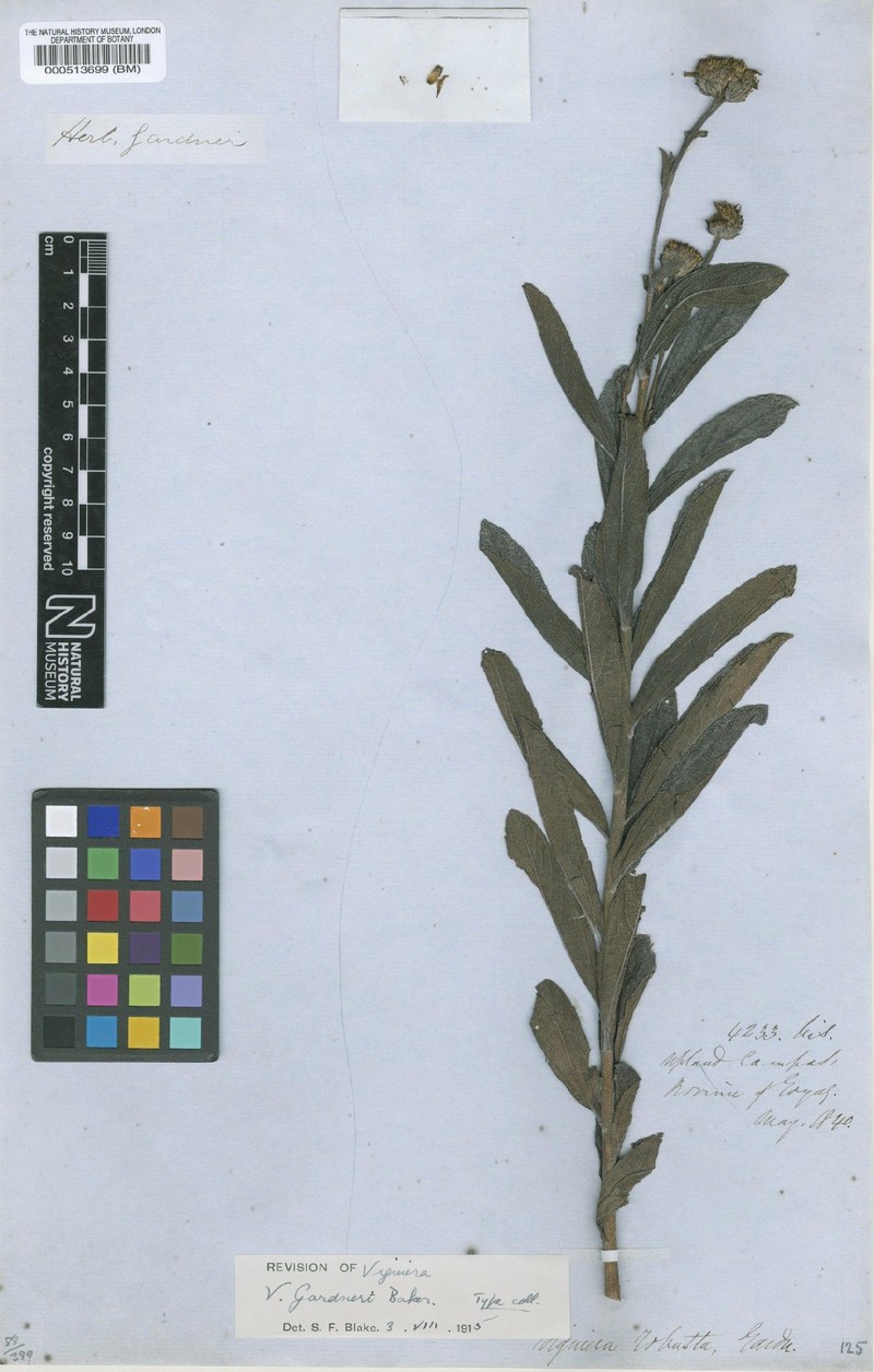 Aldama gardneri photo 3