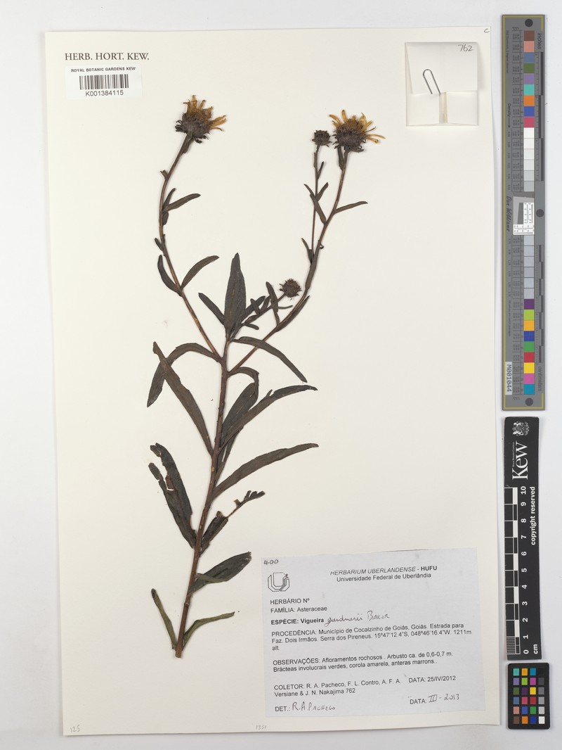 Aldama gardneri