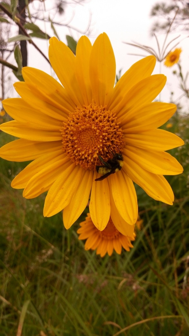 Aldama ghiesbreghtii