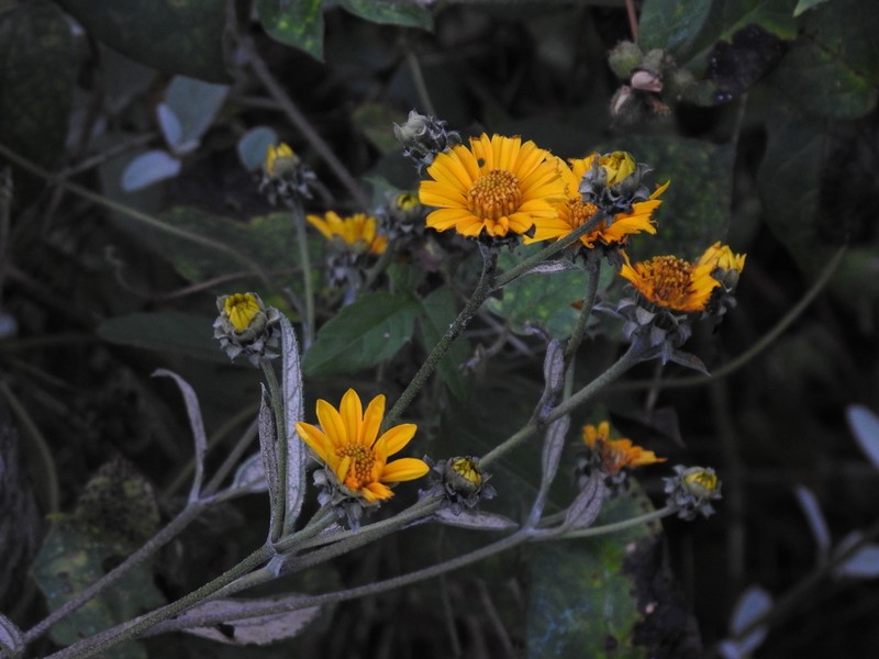Aldama ghiesbreghtii photo 3