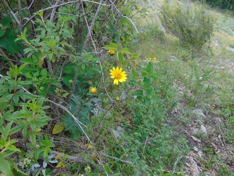 Aldama ghiesbreghtii photo 4