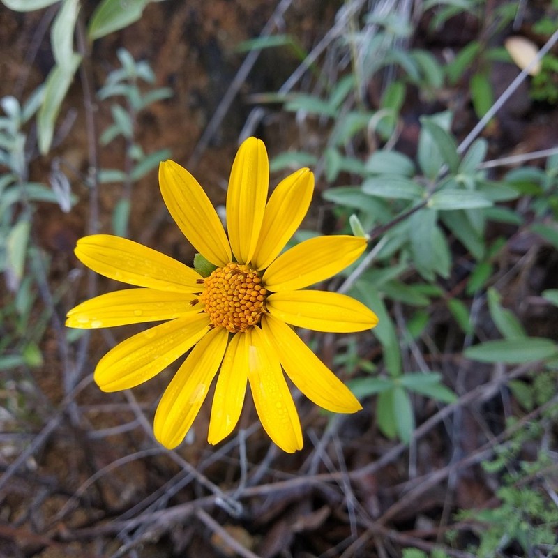 Aldama ghiesbreghtii photo 5