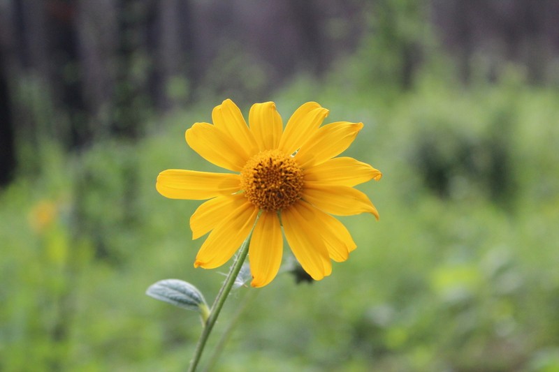 Aldama ghiesbreghtii photo 6