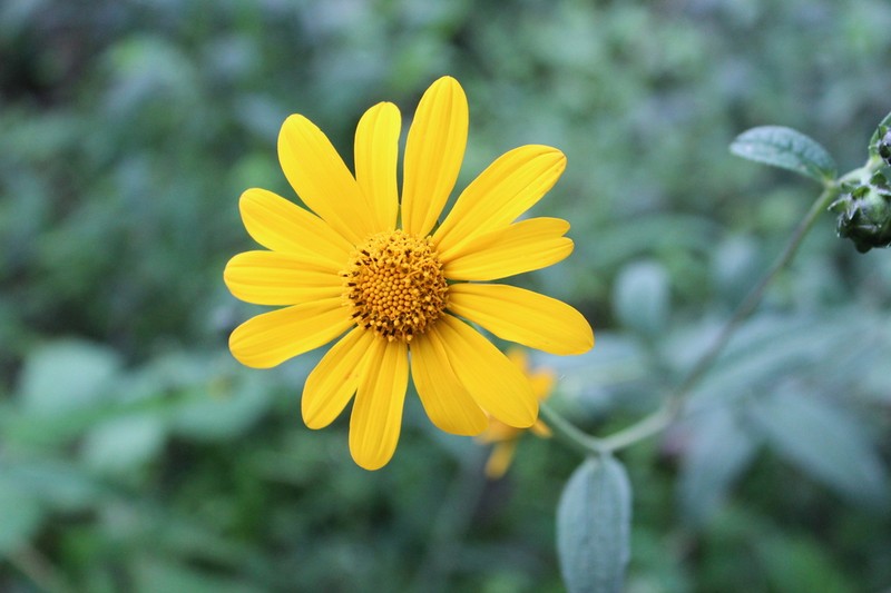 Aldama ghiesbreghtii photo 7