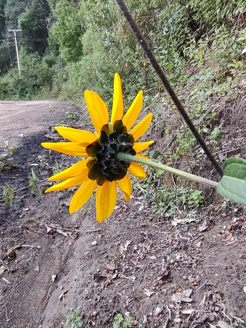 Aldama ghiesbreghtii photo 8