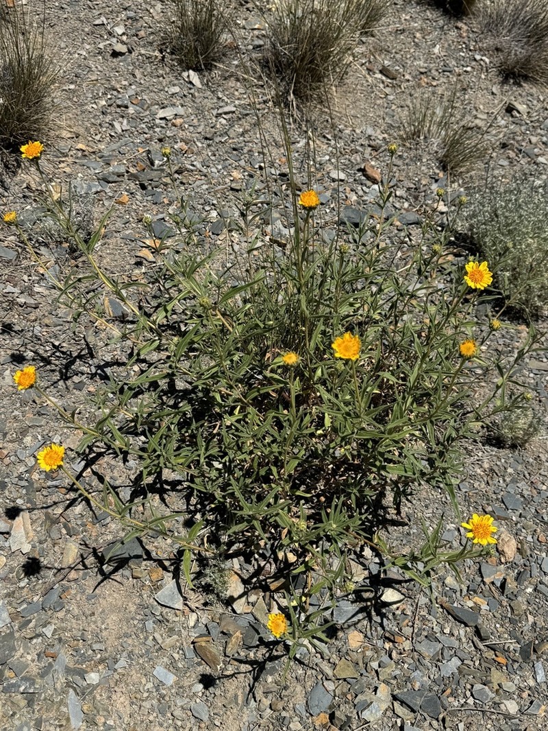 Aldama gilliesii