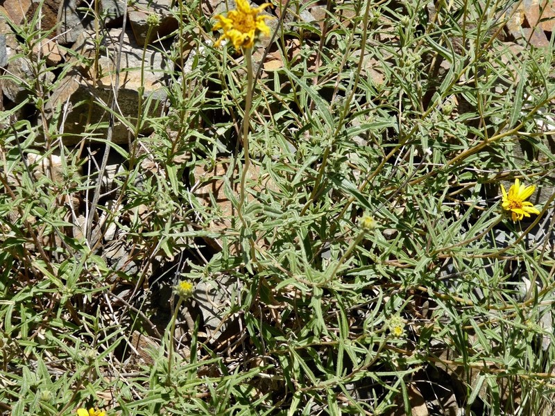 Aldama gilliesii photo 2