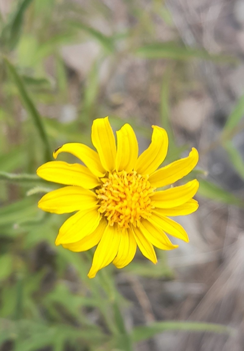 Aldama gilliesii photo 3