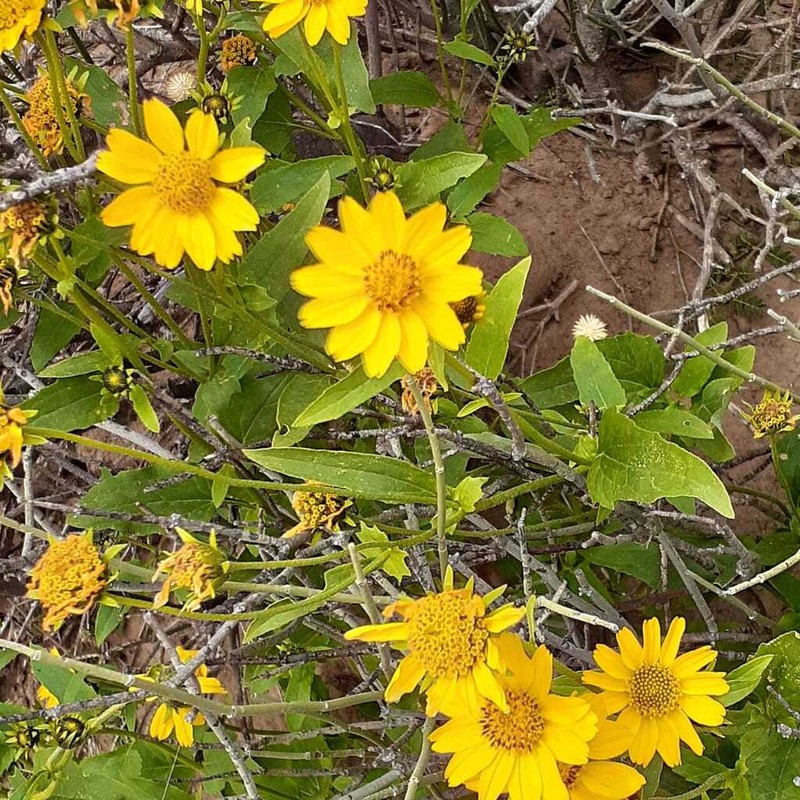 Aldama gilliesii photo 4