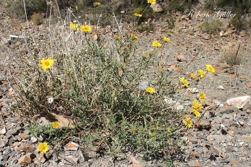 Aldama gilliesii photo 5