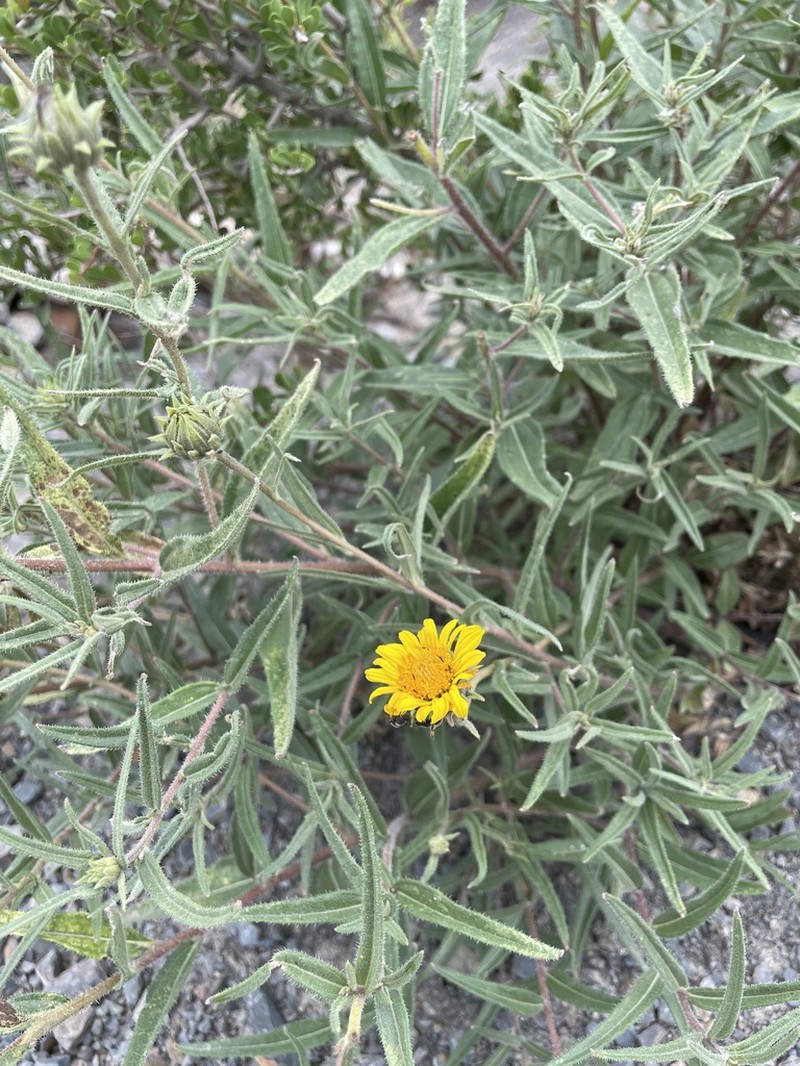 Aldama gilliesii photo 6