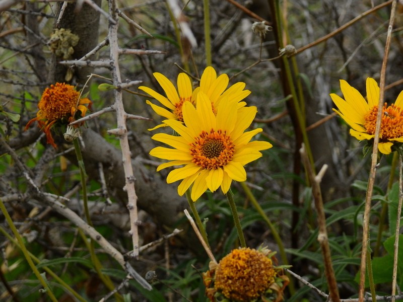 Aldama gilliesii photo 7