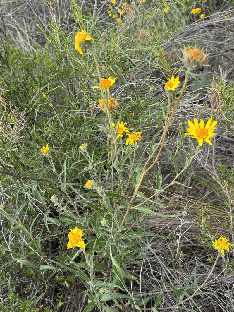Aldama gilliesii photo 8