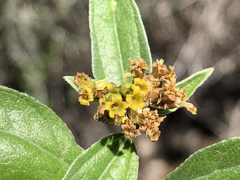 Aldama glomerata