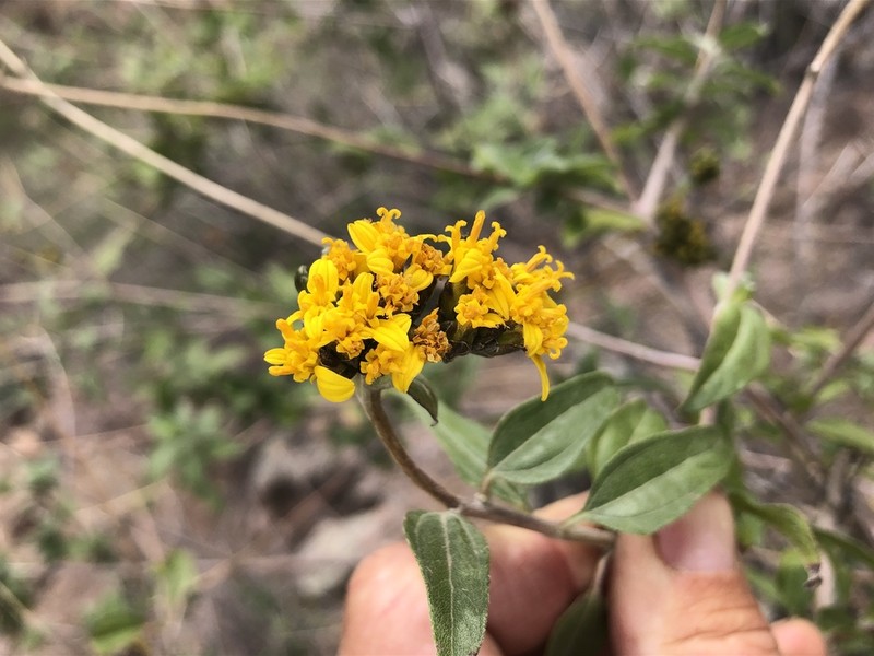 Aldama glomerata photo 2