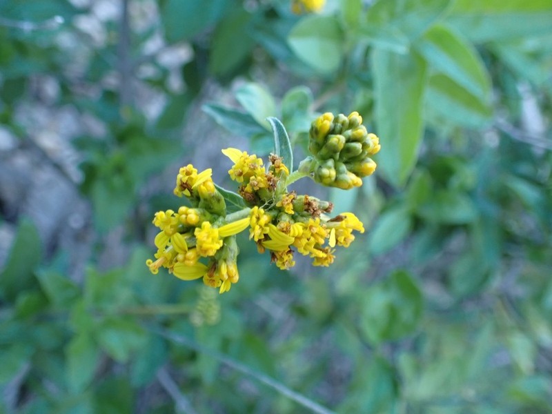 Aldama glomerata photo 3