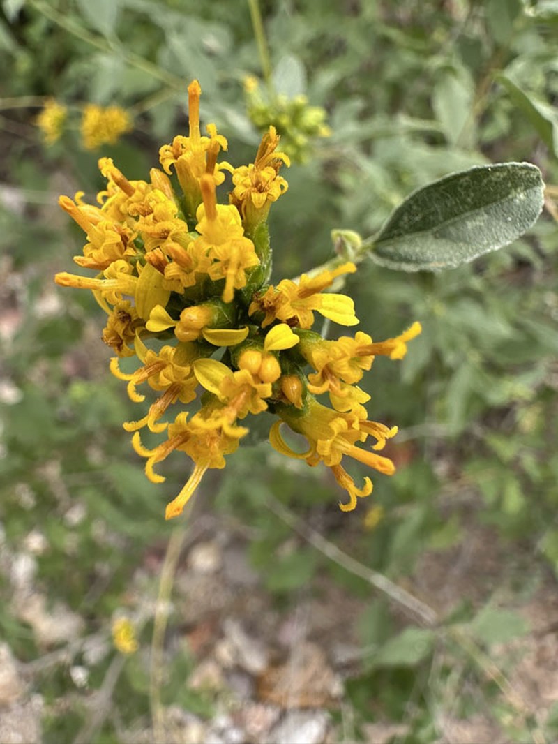 Aldama glomerata photo 4