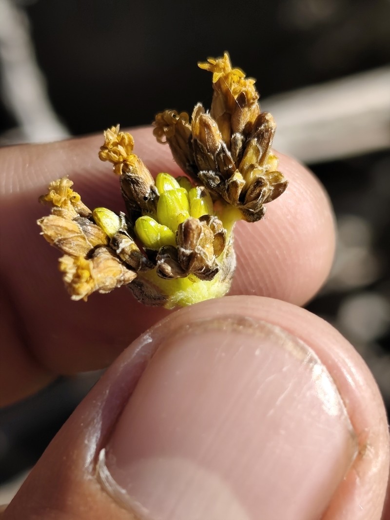 Aldama glomerata photo 5