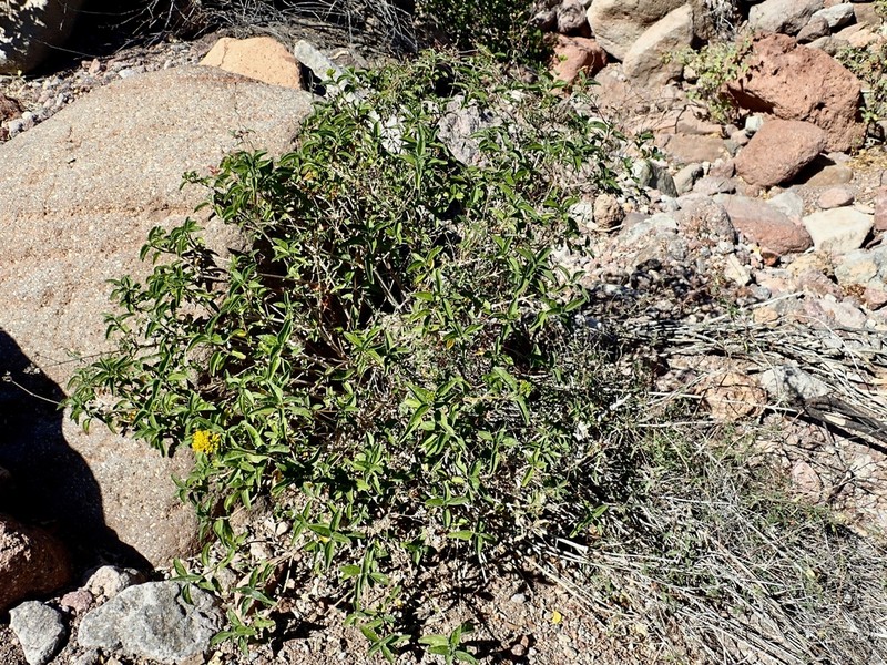 Aldama glomerata photo 6