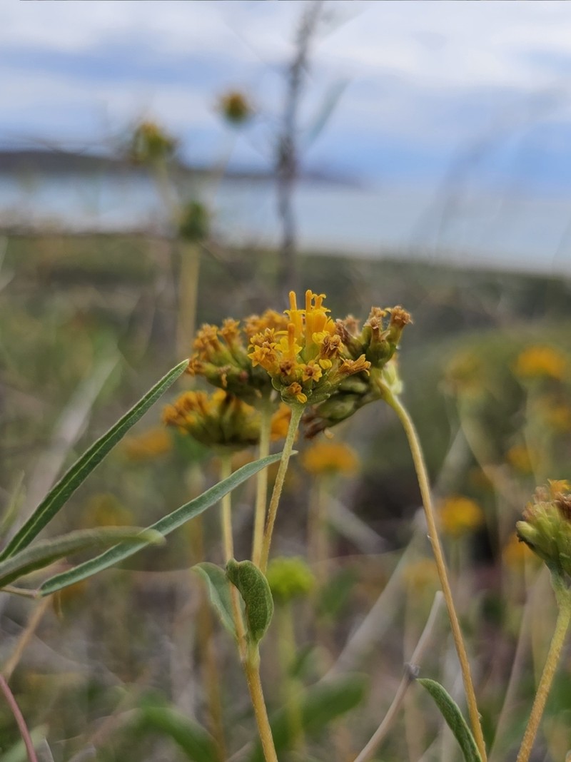 Aldama glomerata photo 7