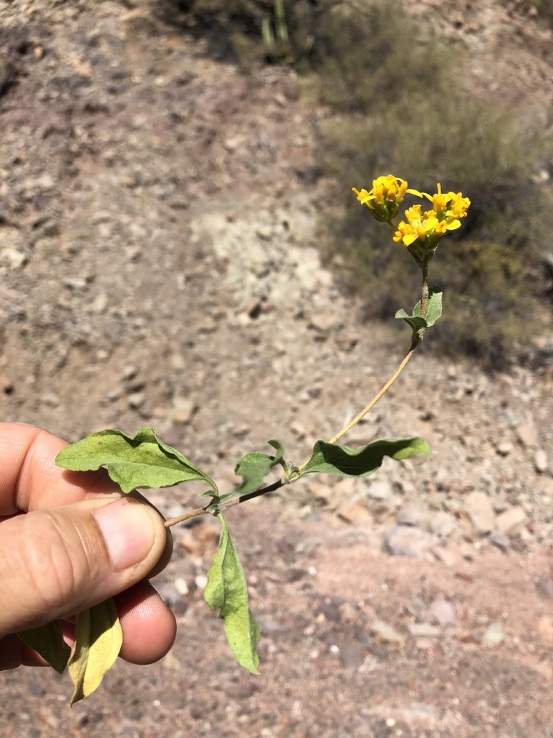Aldama glomerata photo 8