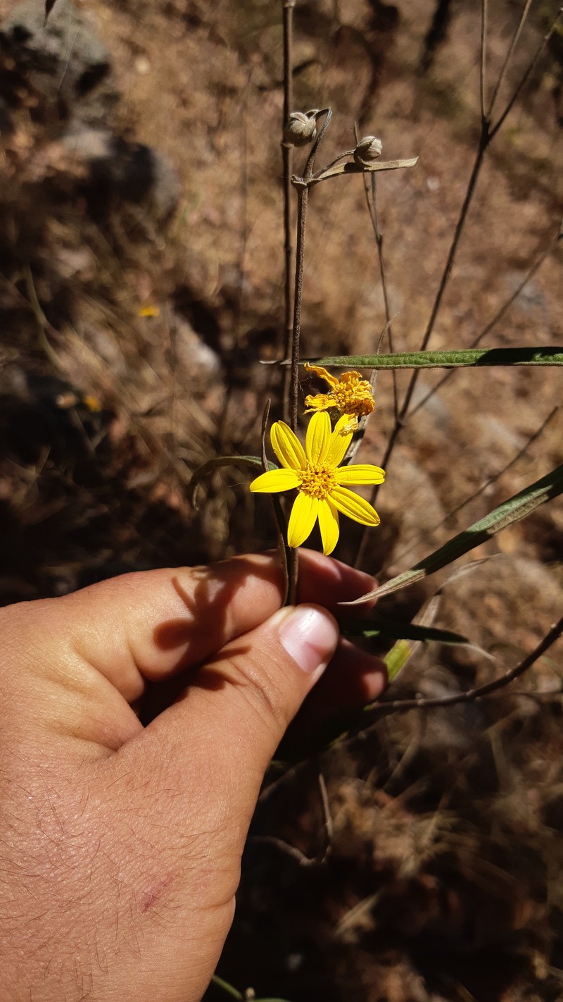 Aldama goldmanii photo 2