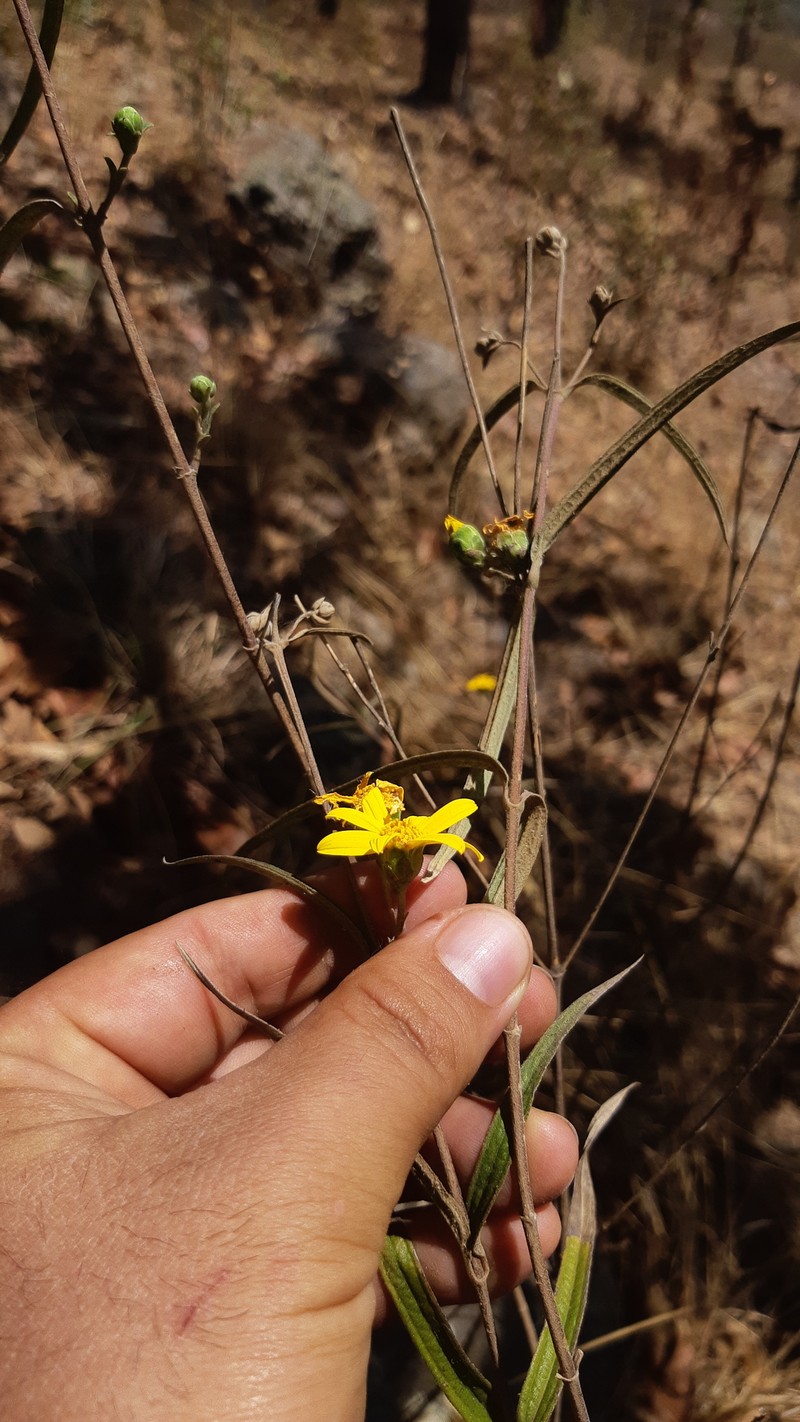 Aldama goldmanii photo 2