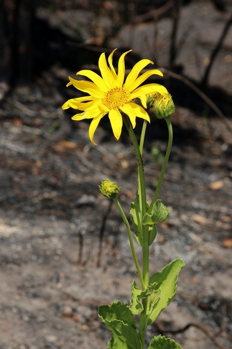 Aldama grandiflora