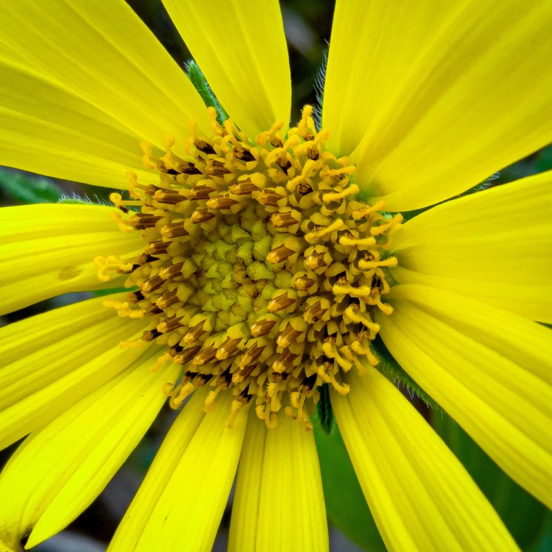 Aldama grandiflora photo 2