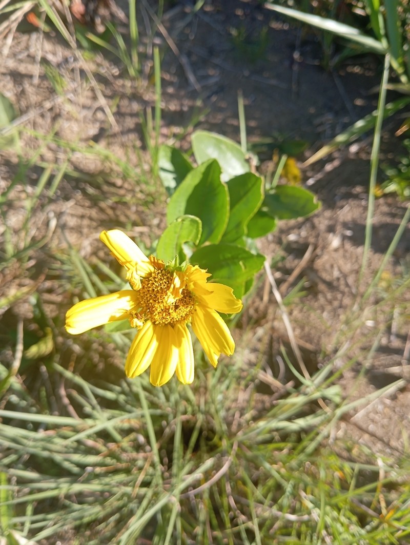 Aldama grandiflora photo 3