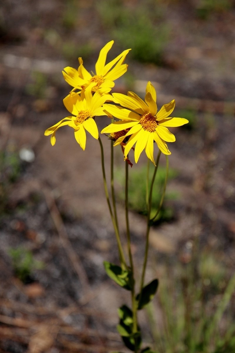 Aldama grandiflora photo 5
