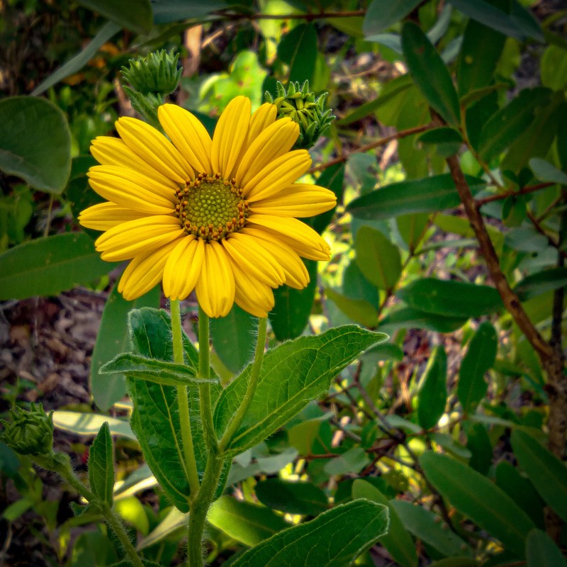Aldama grandiflora photo 7