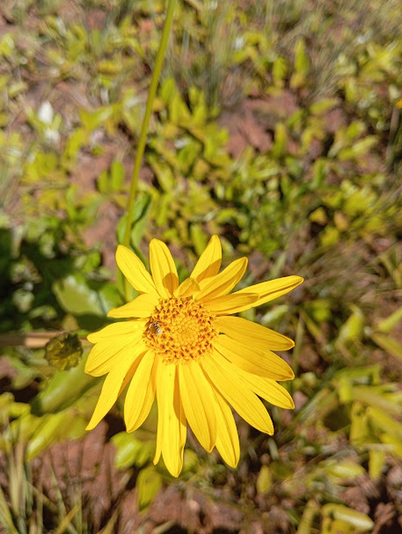 Aldama grandiflora photo 8