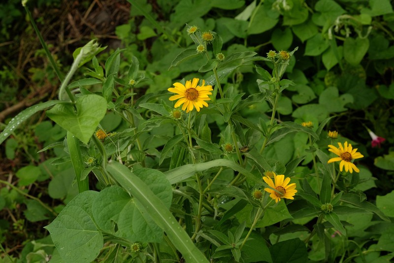 Aldama helianthoides