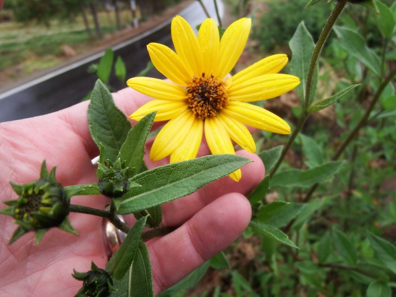 Aldama helianthoides photo 2