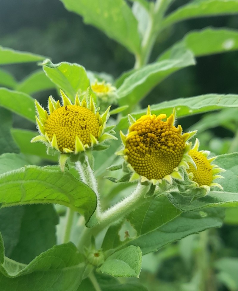 Aldama helianthoides photo 3