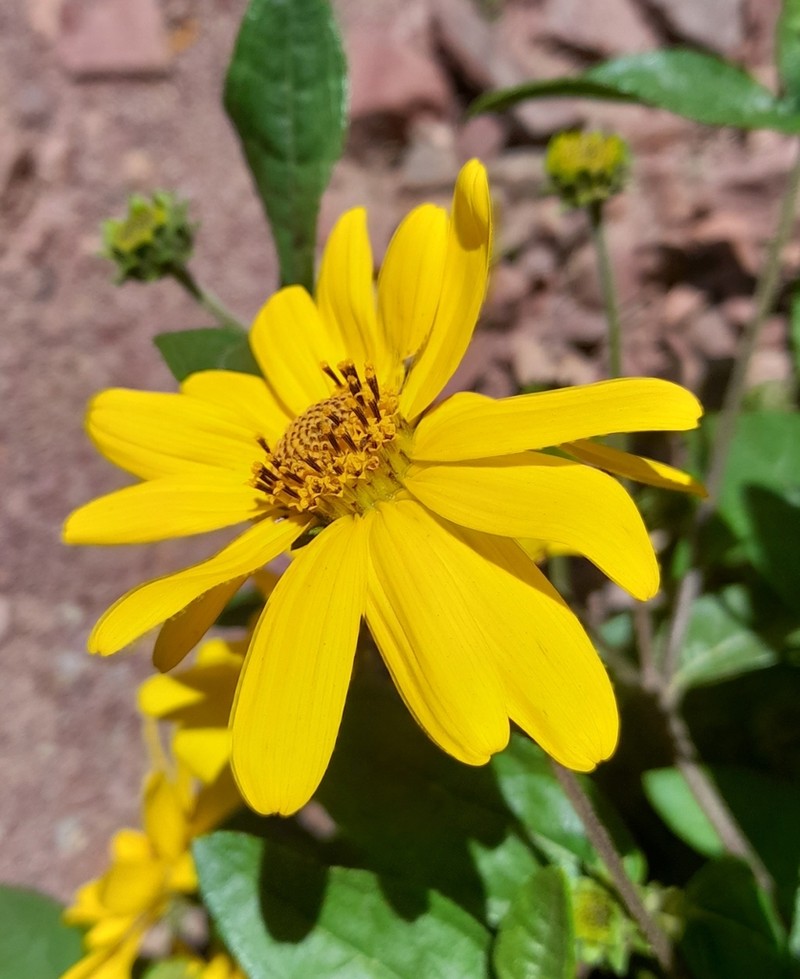 Aldama helianthoides photo 4