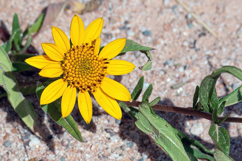 Aldama helianthoides photo 5