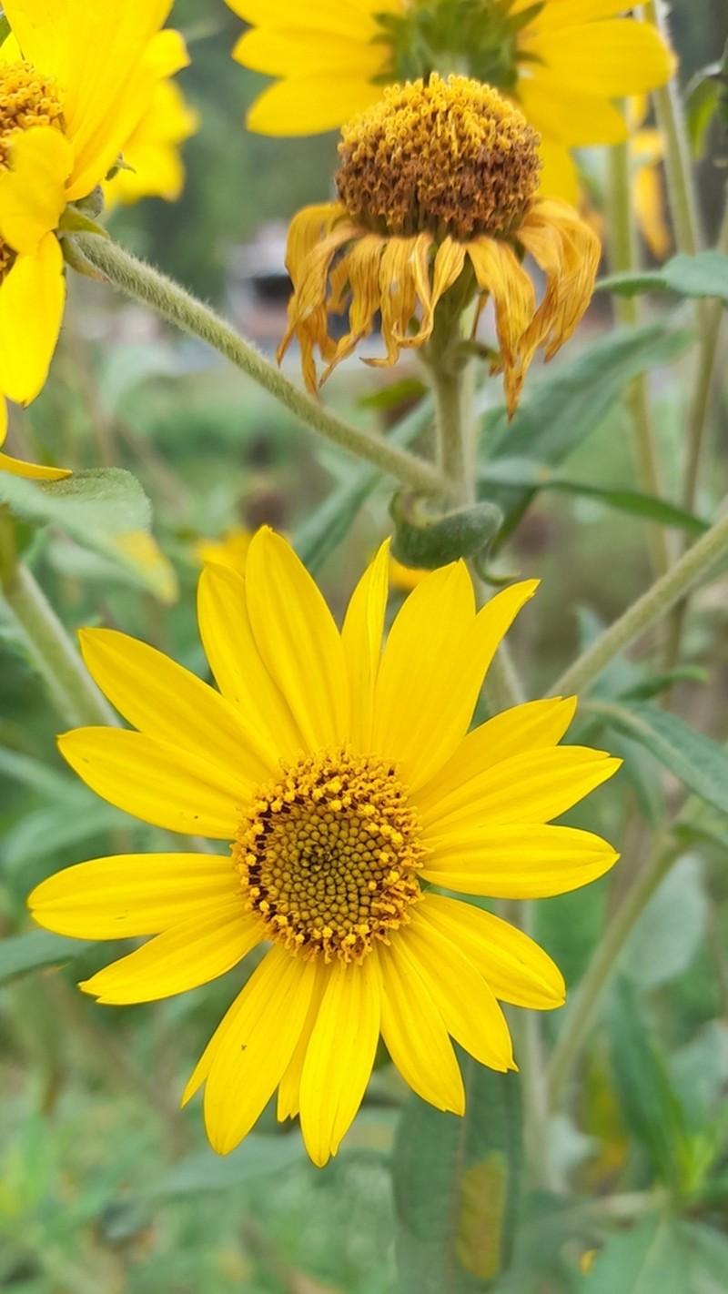 Aldama helianthoides photo 6