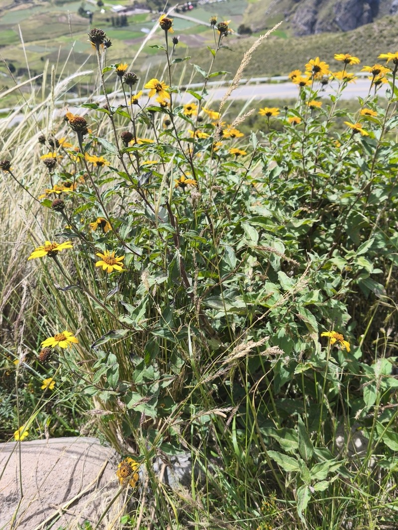 Aldama helianthoides photo 7