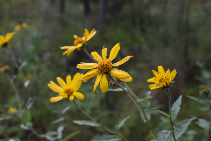 Aldama helianthoides photo 8