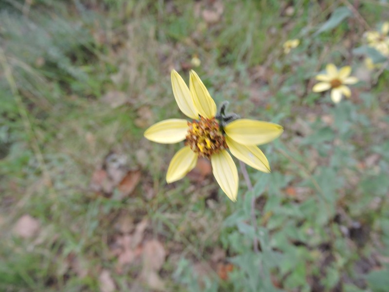 Aldama hispida